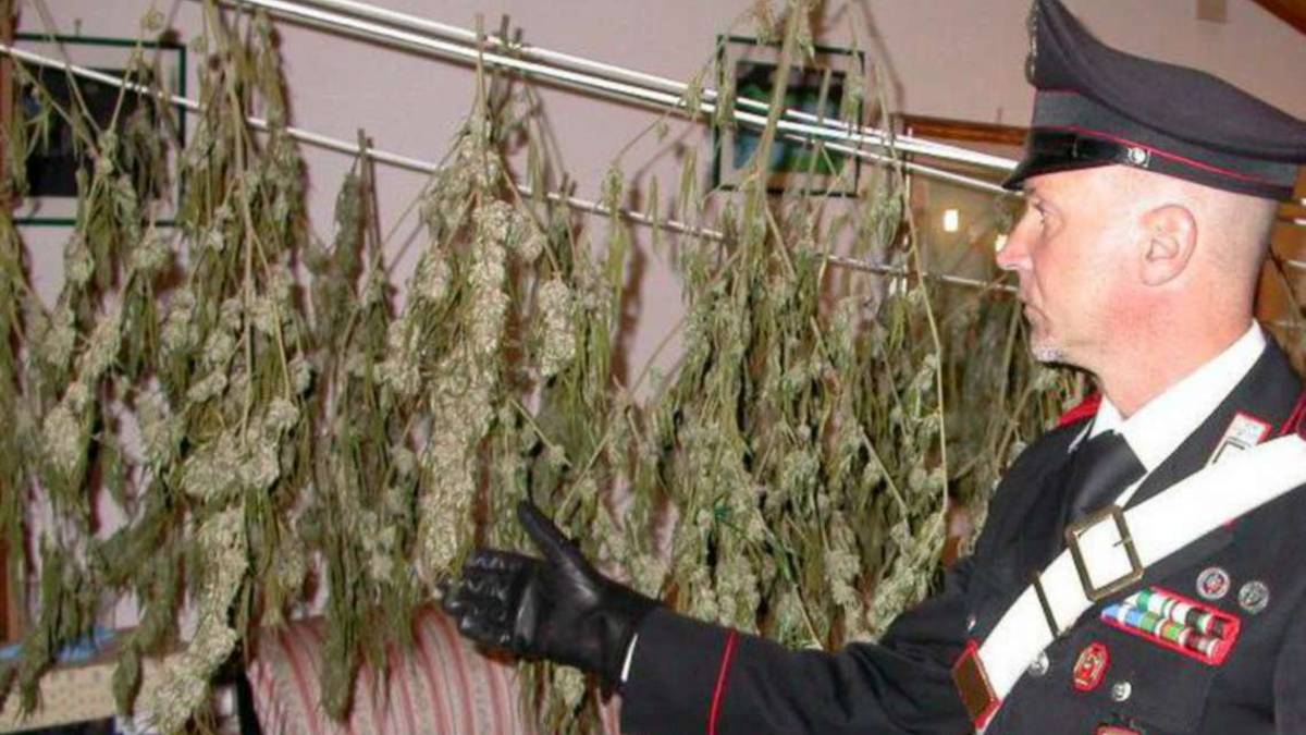 Piante di marijuana: arrestato 29enne di Savignano