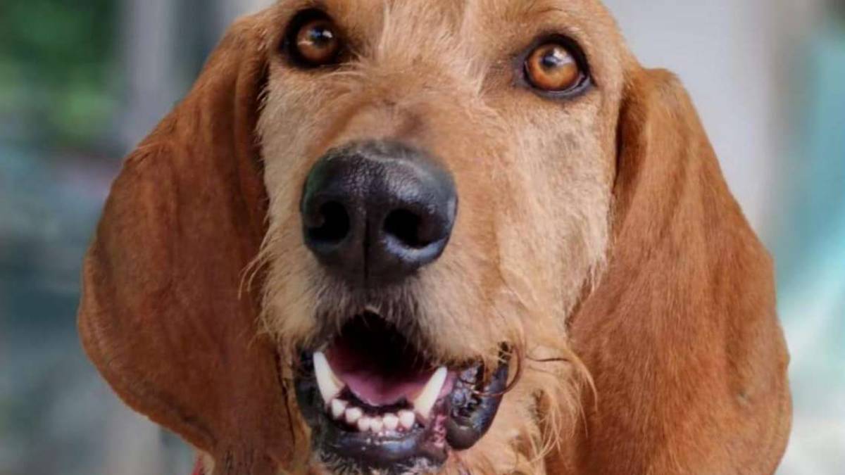 Elvis, Kelly e Luna Tre cani in difficoltà