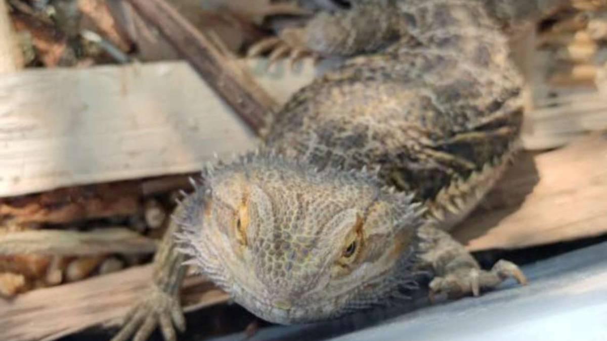 Cesena: il drago Barbuto andrà a vivere a Santarcangelo