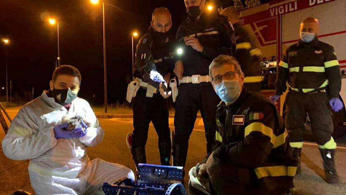 Imola. Quattro gattini trovati in un cassonetto