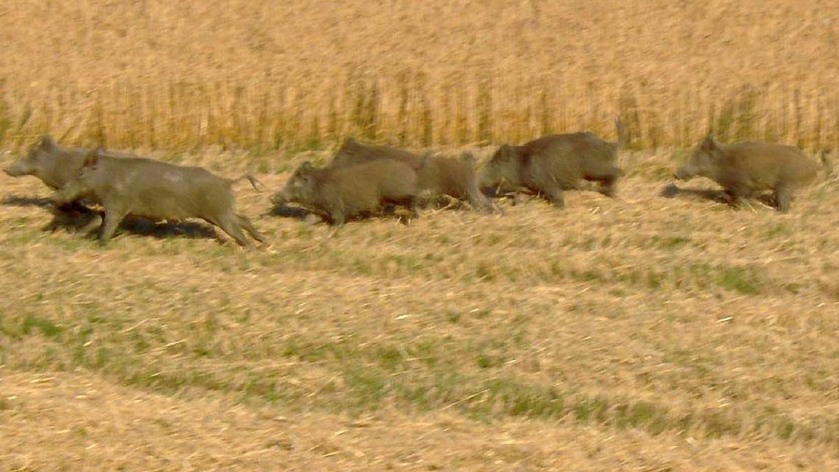 In Valle Savio agricoltori devastati dai cinghiali