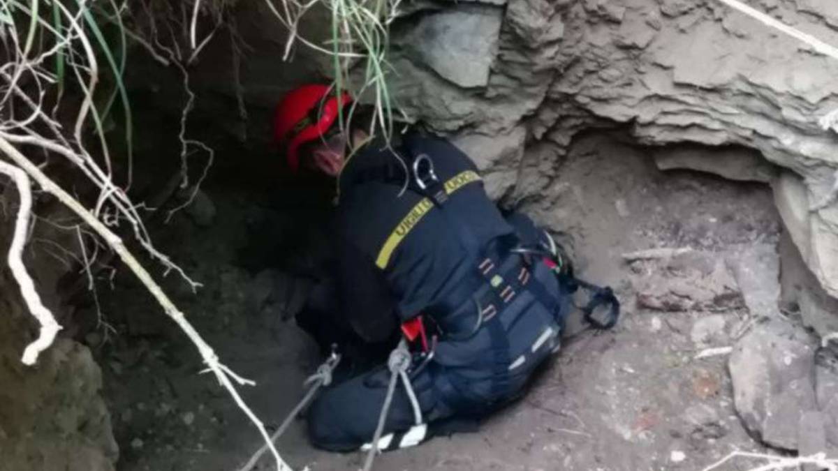 Bagno di Romagna, daini caduti nel buco: ordinata la chiusura