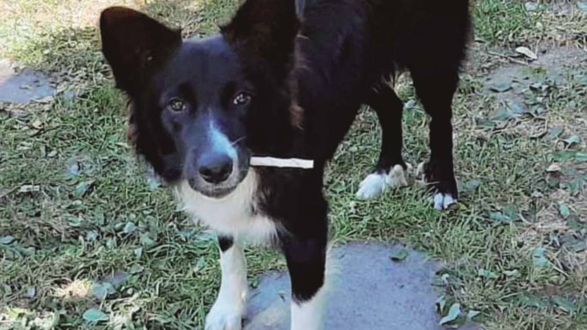 Leo: un border collie che cerca passione