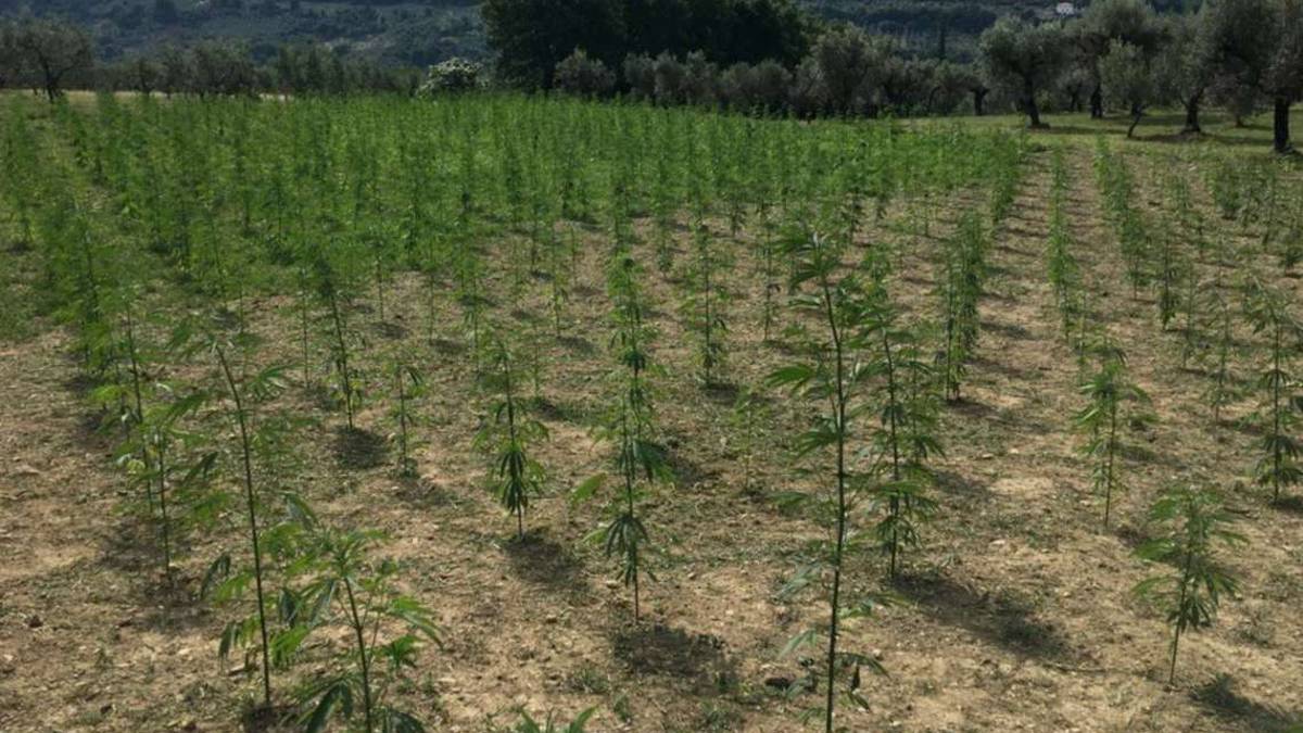 Rimini, cannabis: analisi errate. Annullato il sequestro di 2 campi
