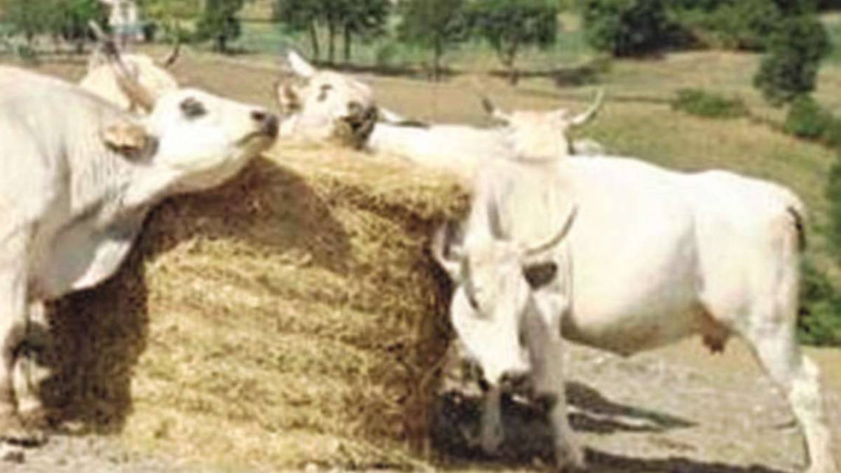 Bagno di Romagna, mucche maltrattate: rimborsi dopo 4 anni di cure