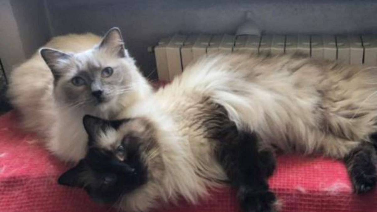 Due ragdoll ancora in attesa