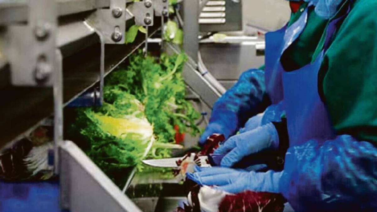 Rimini, mozziconi e insetti nell'insalata: assolte le operaie