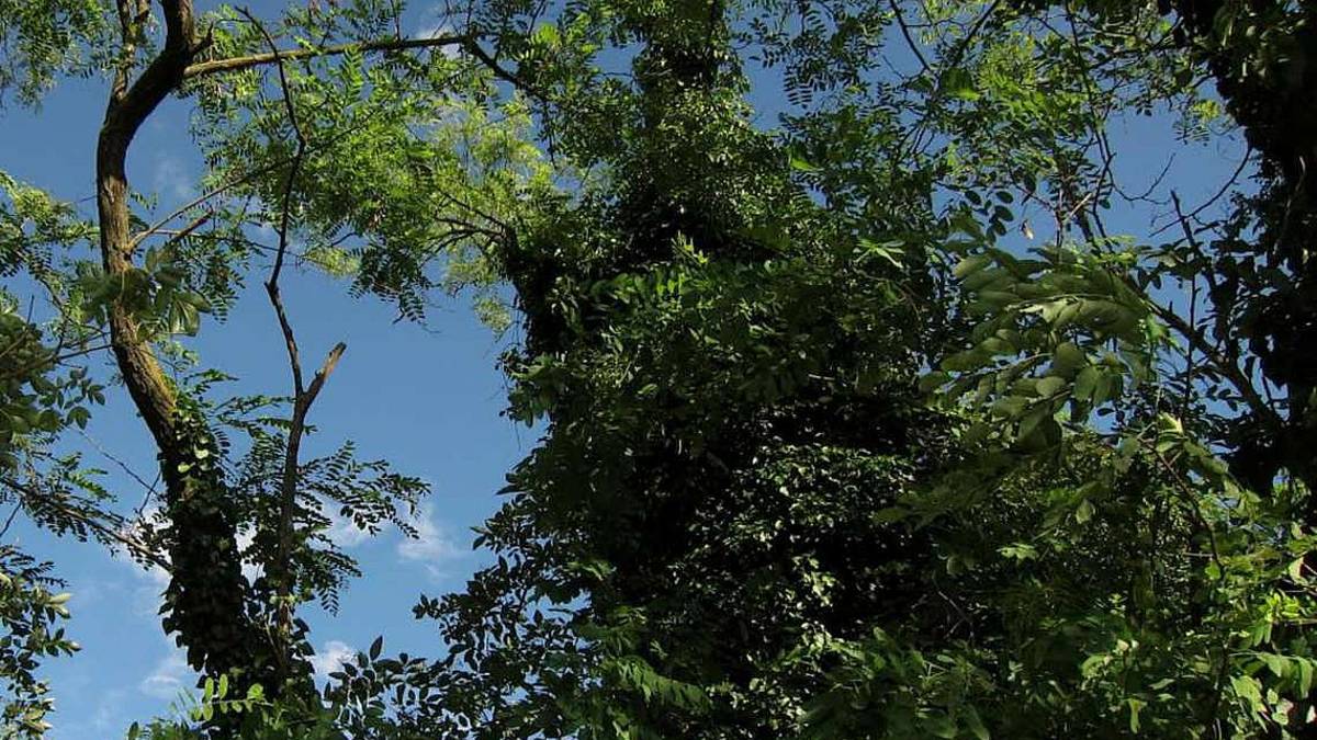 Arrivano 18 milioni di euro per alberi nelle città metropolitane
