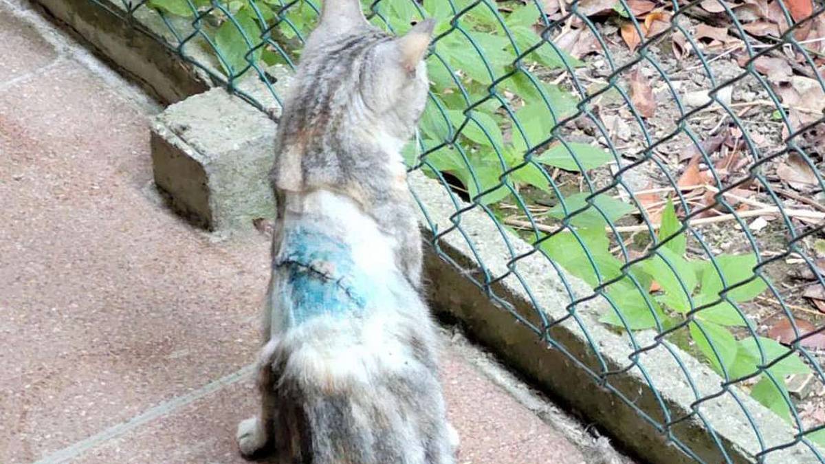 Lugo, gattina ferita a colpi di carabina. Insorge l'Enpa