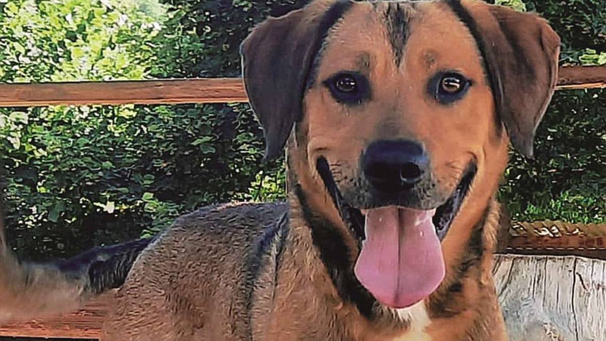 Spike è pronto a offrire la zampa
