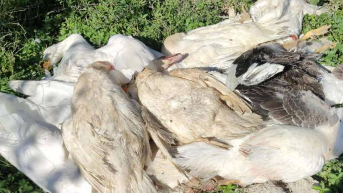 A Conselice lupi si avvicinano alle case e fanno strage di volatili