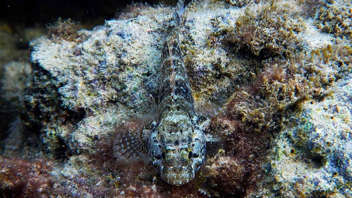 Ecosistema, la battaglia sui fondali passa da un pesciolino
