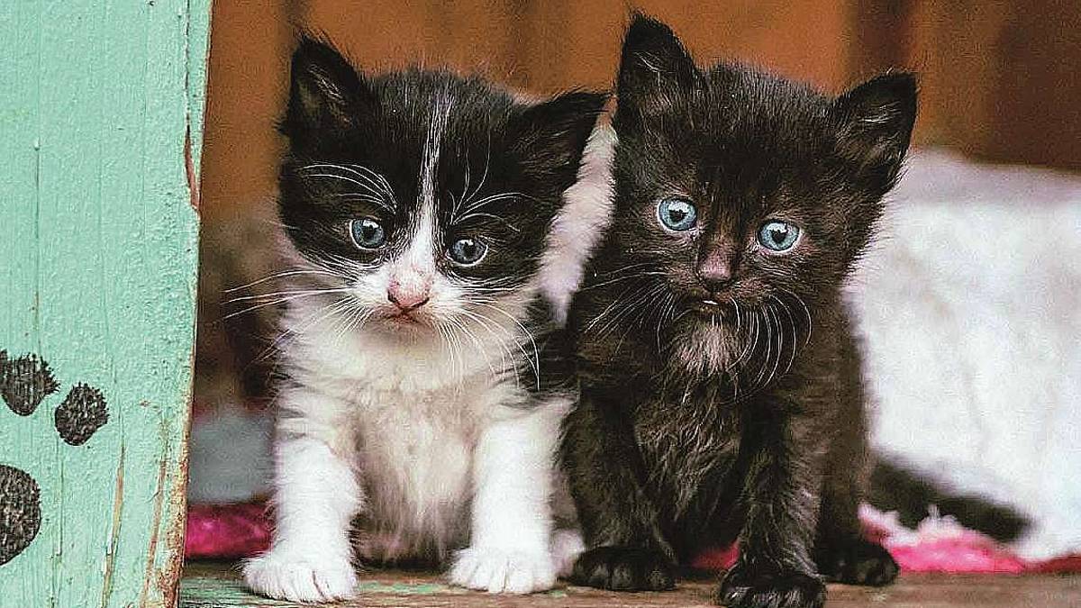 Si raccoglie cibo per gattini