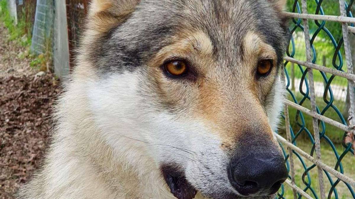 Lupo cecoslovacco di 4 anni