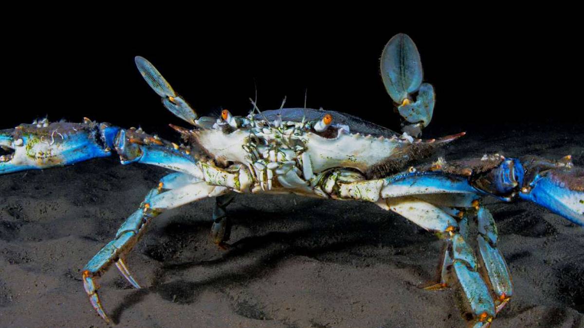 L'invasione dei granchi blu in Romagna: Ottimi da mangiare