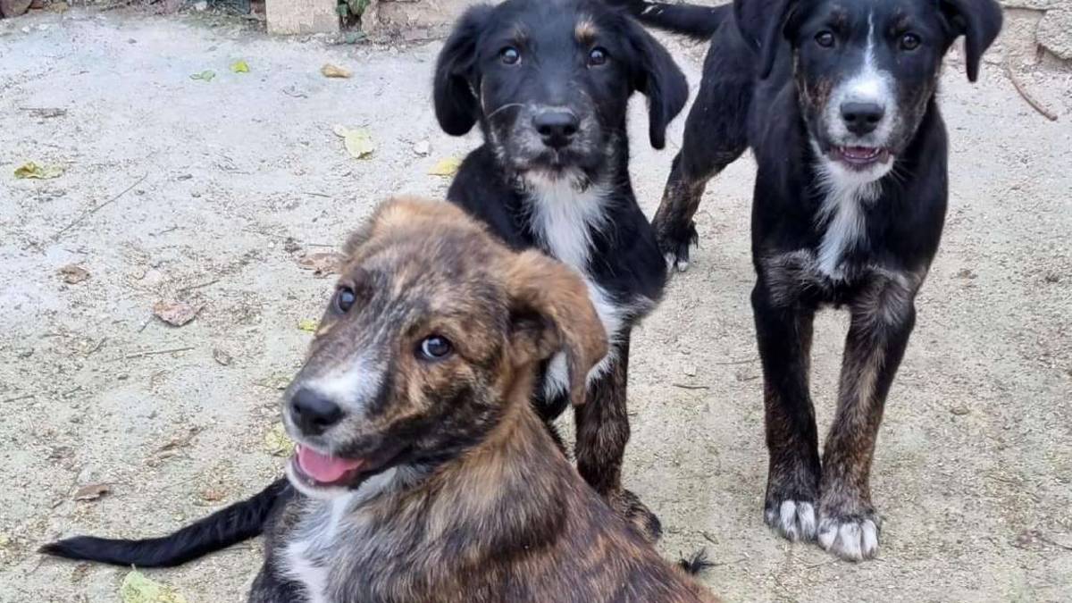 I magnifici sette cercano una casa