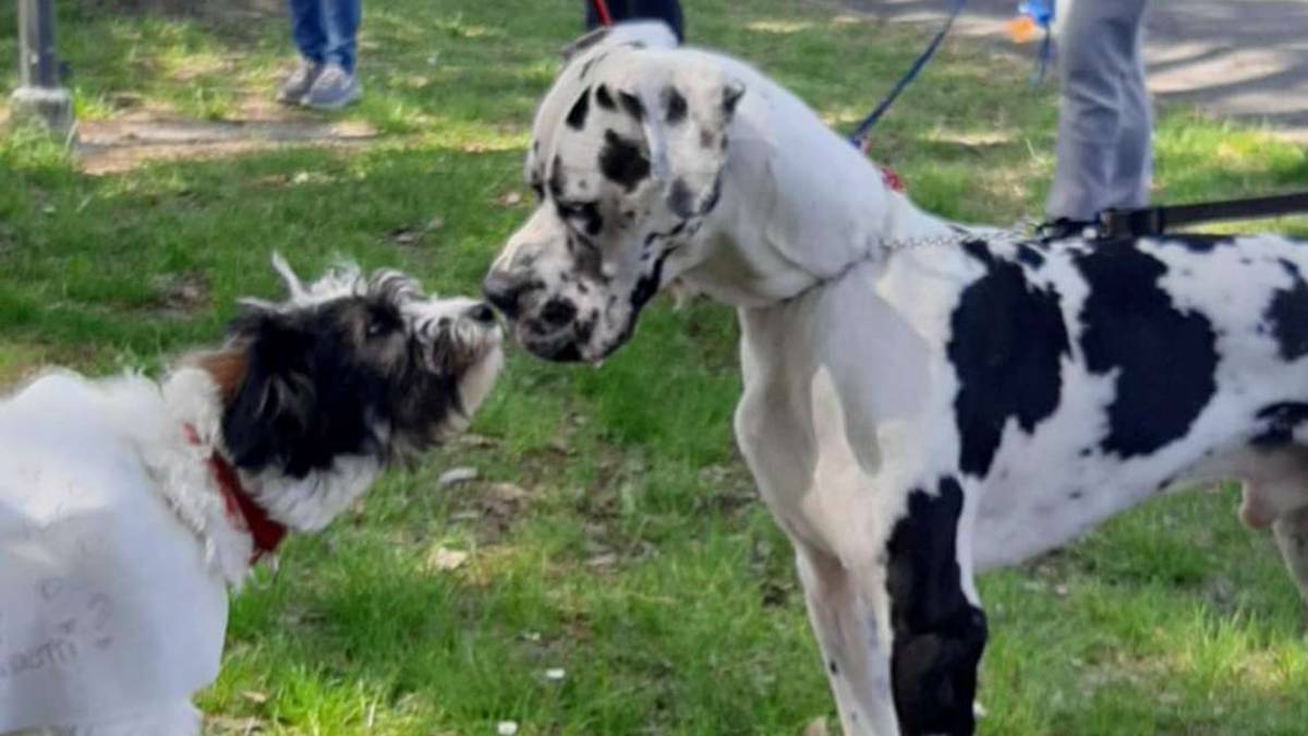 Sfilata canina di gruppo per trovare famiglia