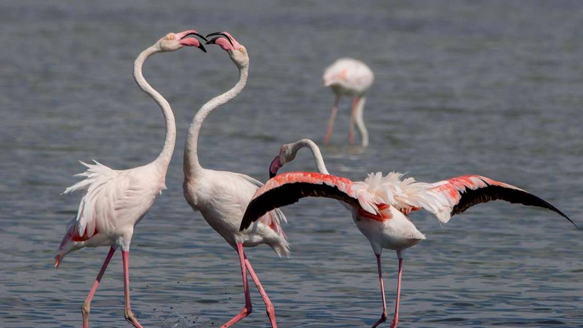 Cervia, bacini prosciugati nelle saline: se ne vanno i fenicotteri