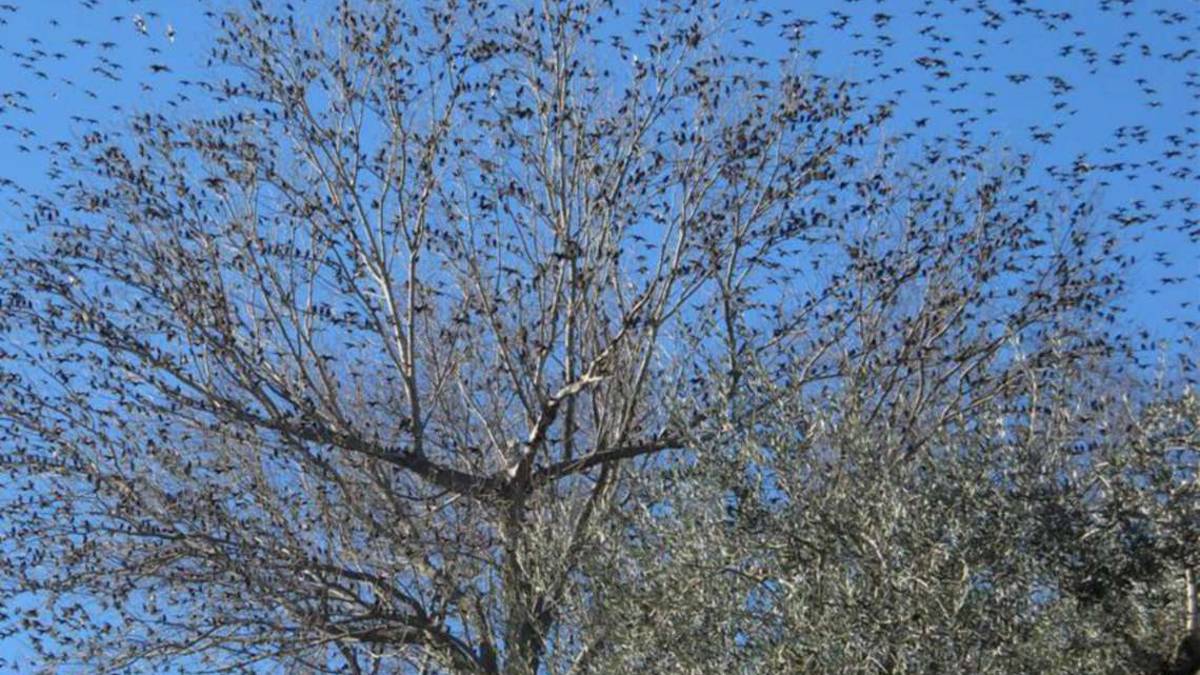 Ravenna, danni all'agricoltura, via all'abbattimento di 1500 storni