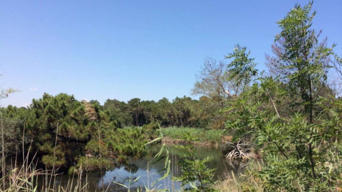 Pineta Ramazzotti luogo del cuore dei ravennati