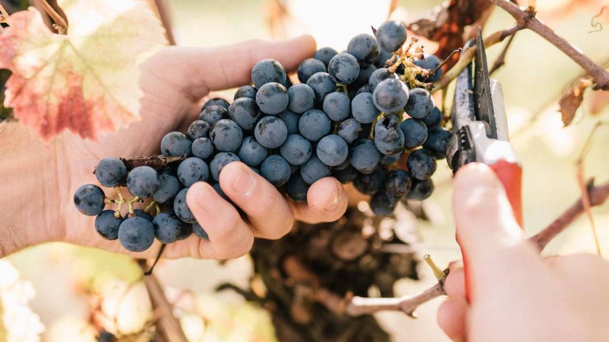 Cascola dei fiori Il problema che ha afflitto la Romagna