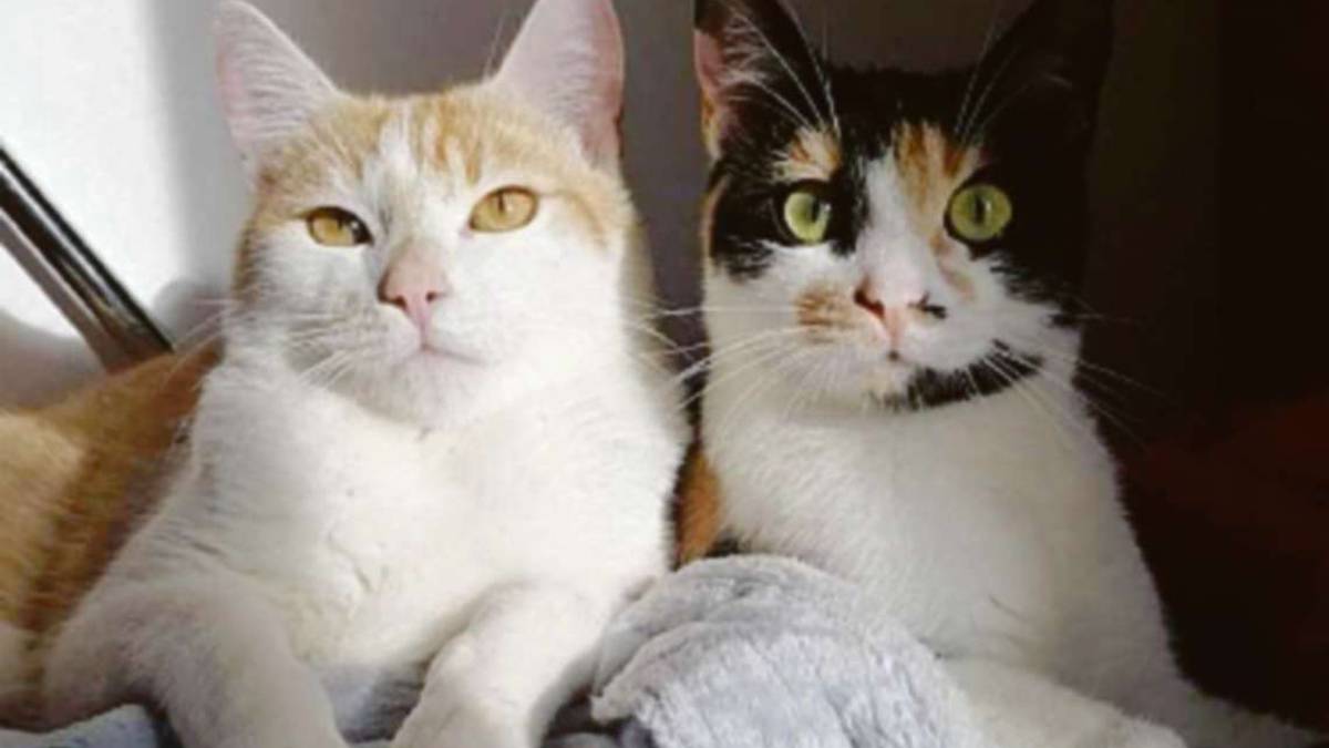 Gatti a rischio sfratto