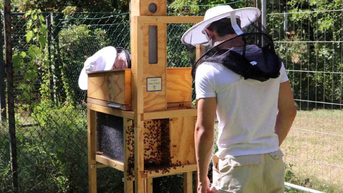Faenza, api per monitorare l'aria: Troppi metalli pesanti
