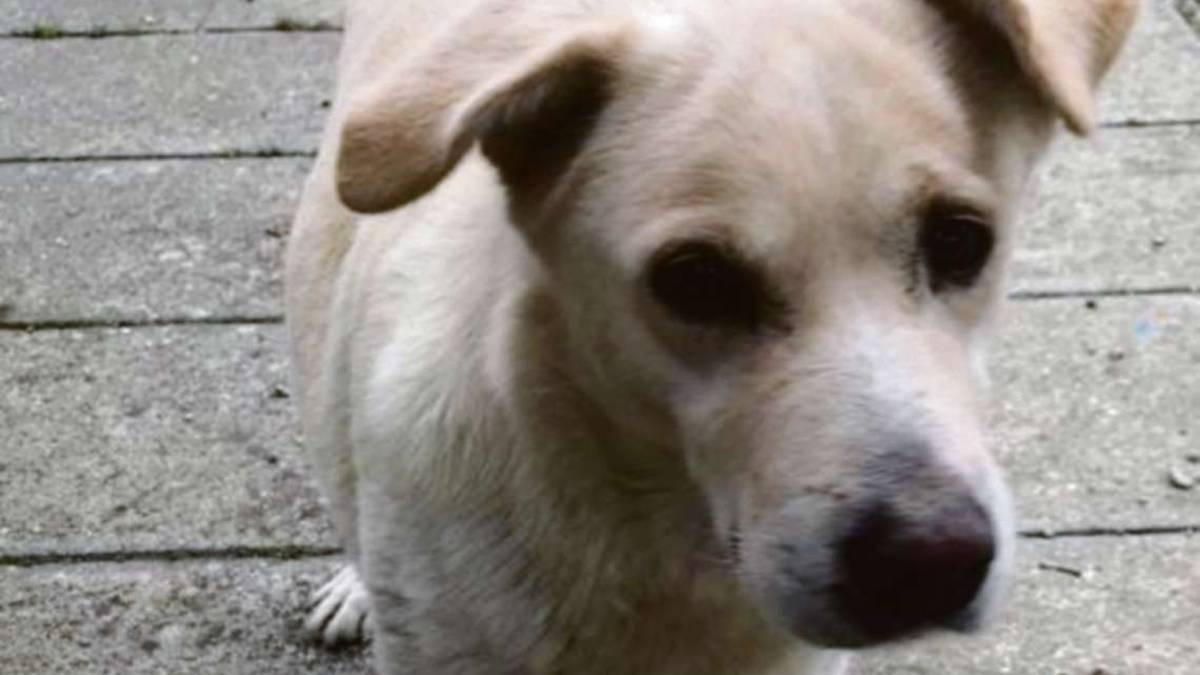 Una Stella pronta a risplendere d’amore