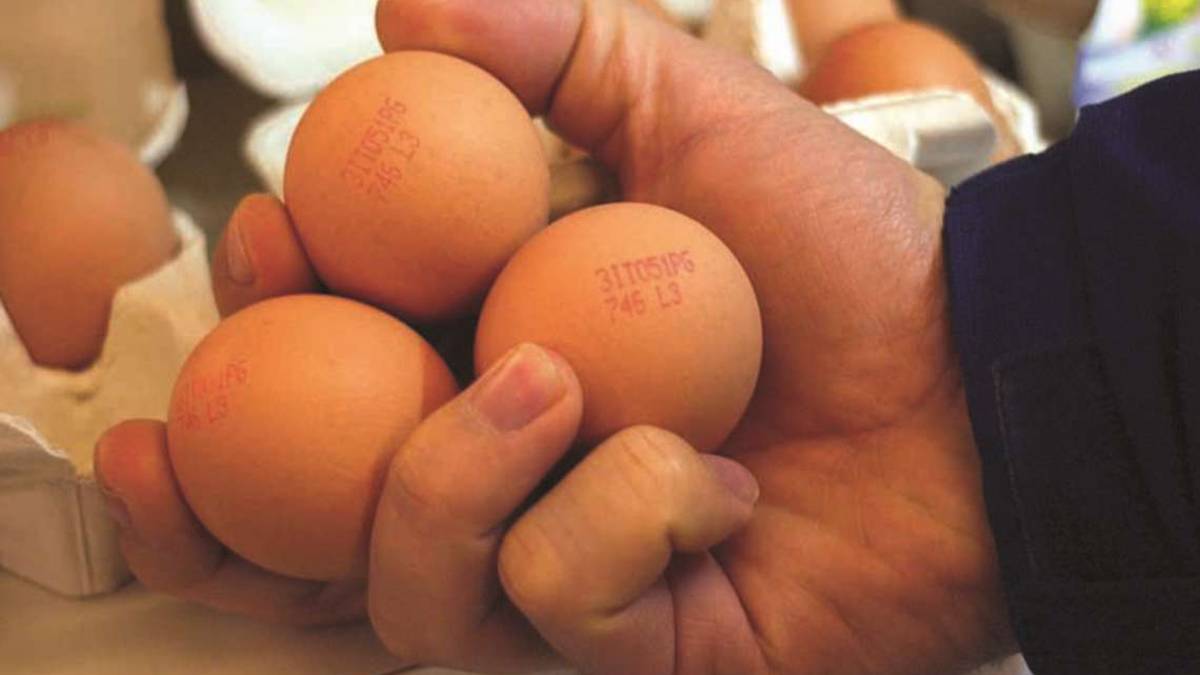 Uova e sostenibilità I consigli per fare un acquisto green e consap