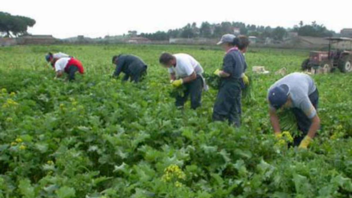 Imola, agricoltura: stagionali, il lavoro cala del 30%