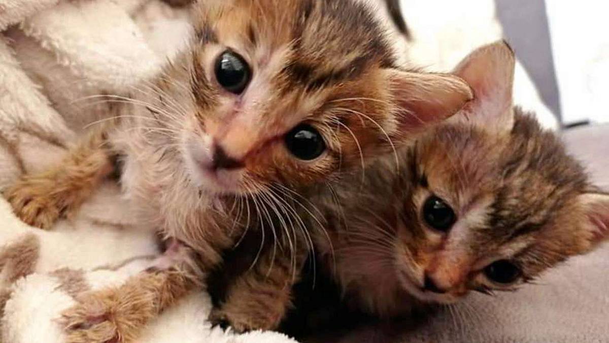 Piccole gattine crescono