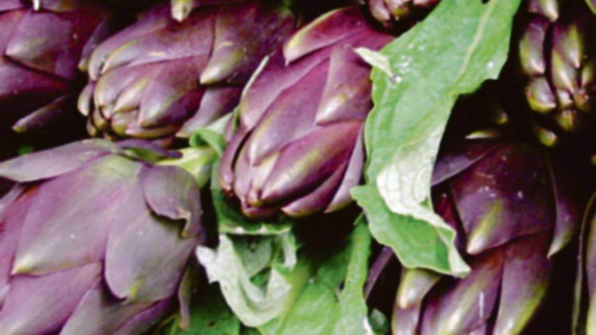 Il carciofo, tra le varietà pregiate il violetto di Romagna