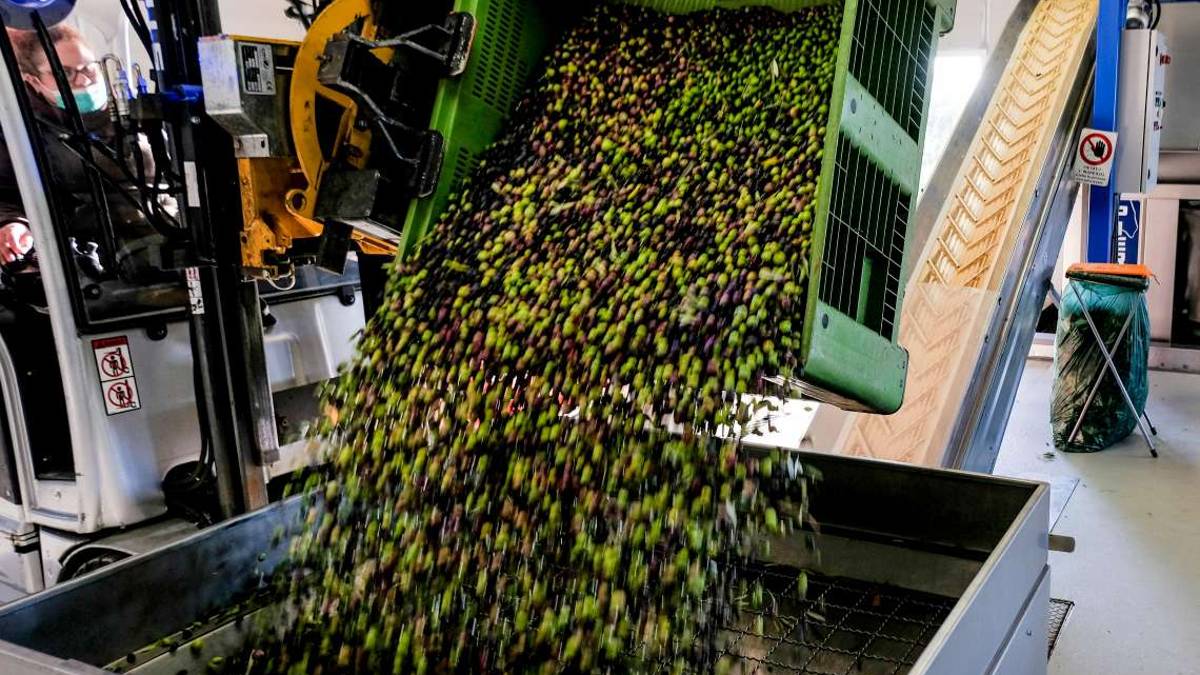 Frantoio Valsanterno, un nuovo corso per la filiera dell'olio