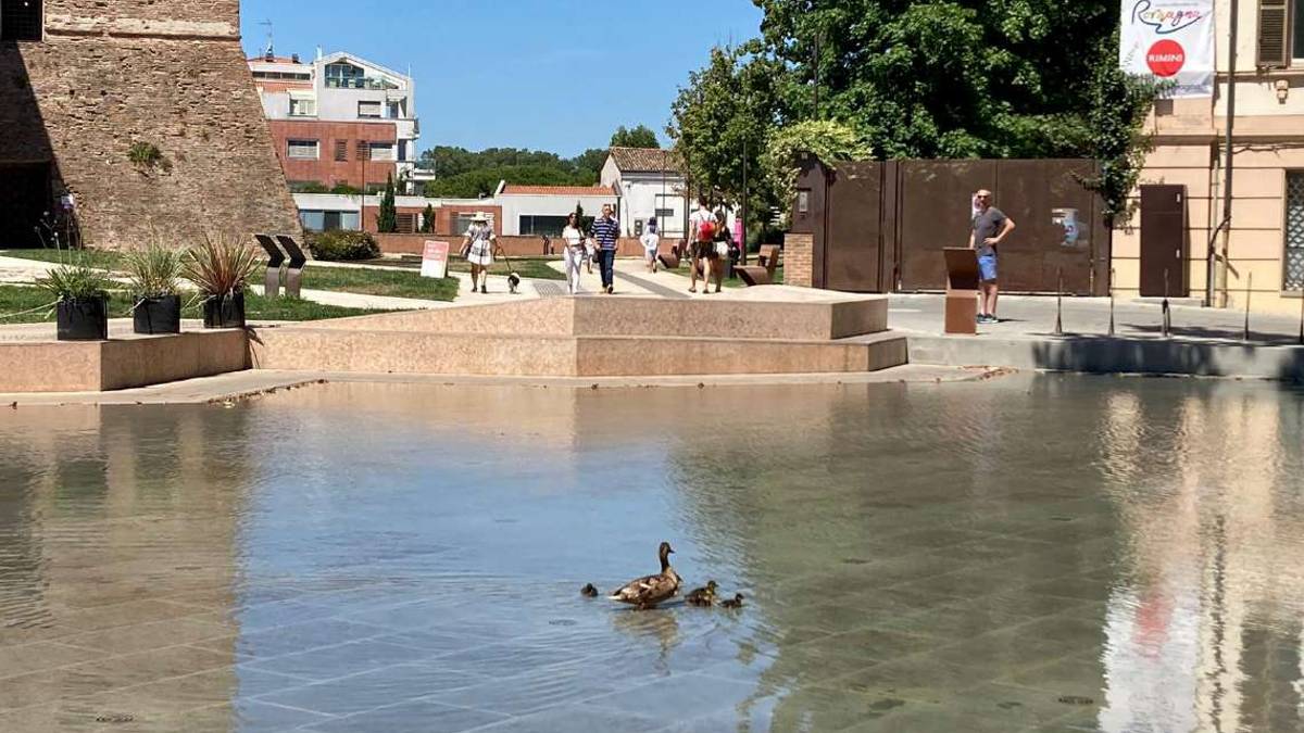 Rimini. Germano reale e 8 anatroccoli nella fontana del castello