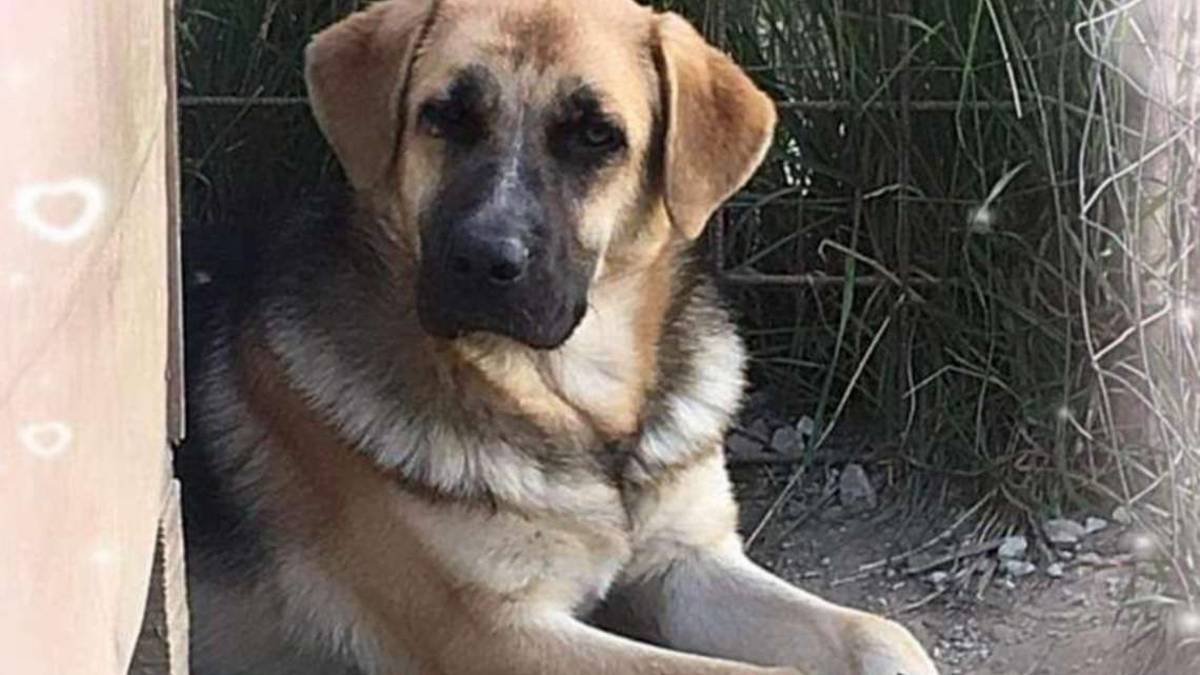 Balù, un timidone di 25 chili sogna una cuccia tutta per sé