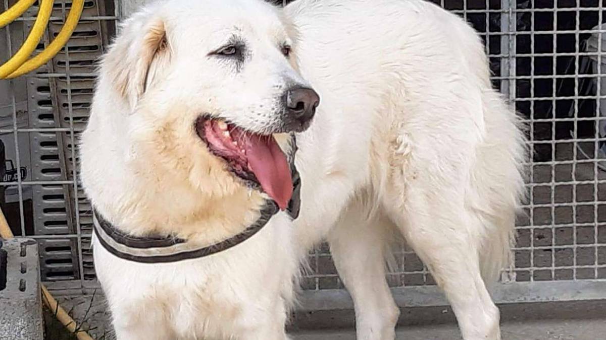 Elvis, Nicole e Sole chiedono una chance