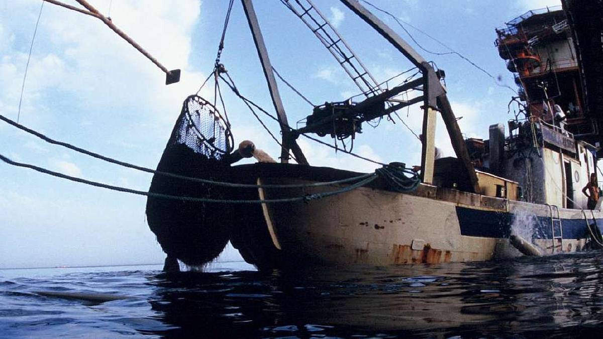 I molluschi: un esercito di catturatori naturali di Co2