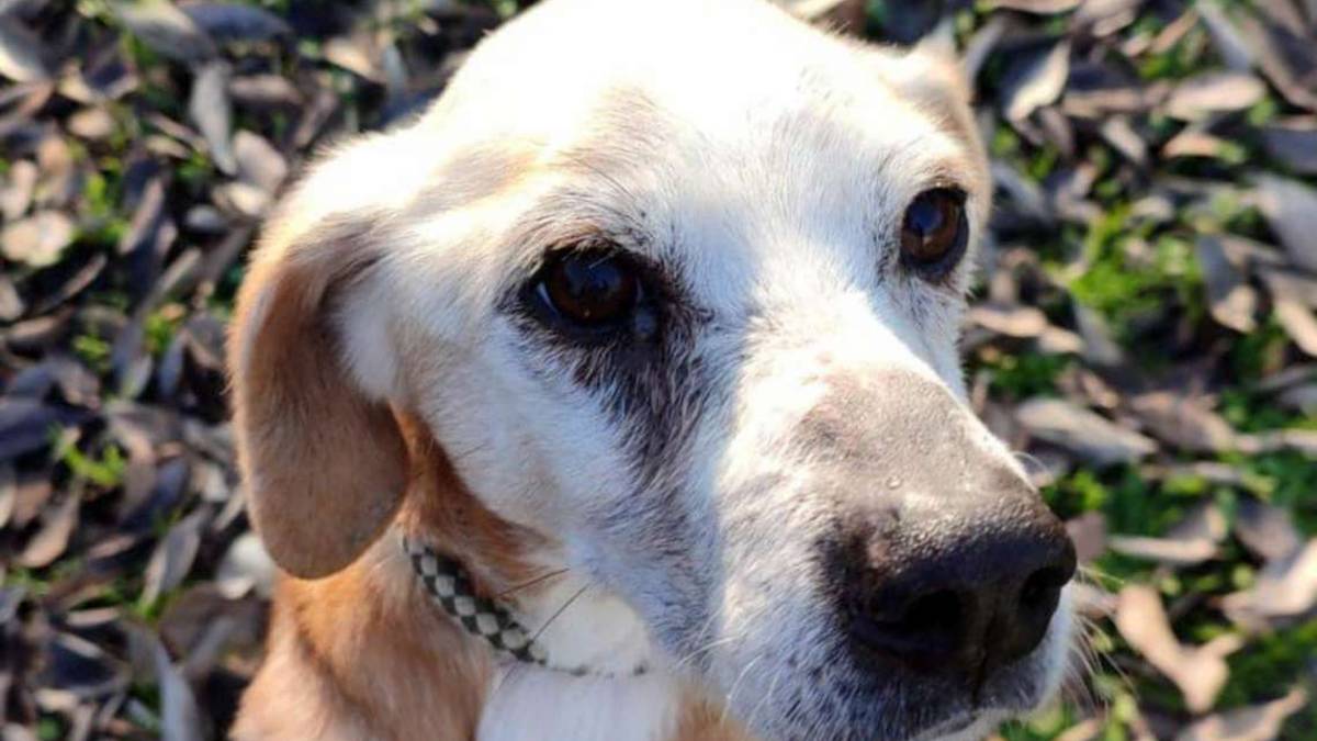 Tonic è rimasto solo in età da pensione