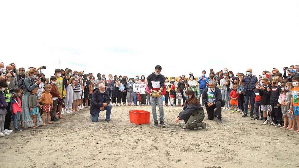 A Cesenatico il centro di primo soccorso per tartarughe