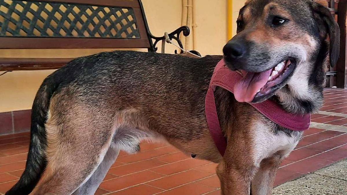 Starsky e Seta cercano famiglia