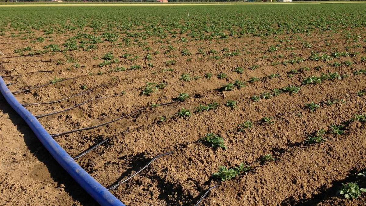 Dall’Emilia-Romagna arrivano le patate a basso consumo idrico