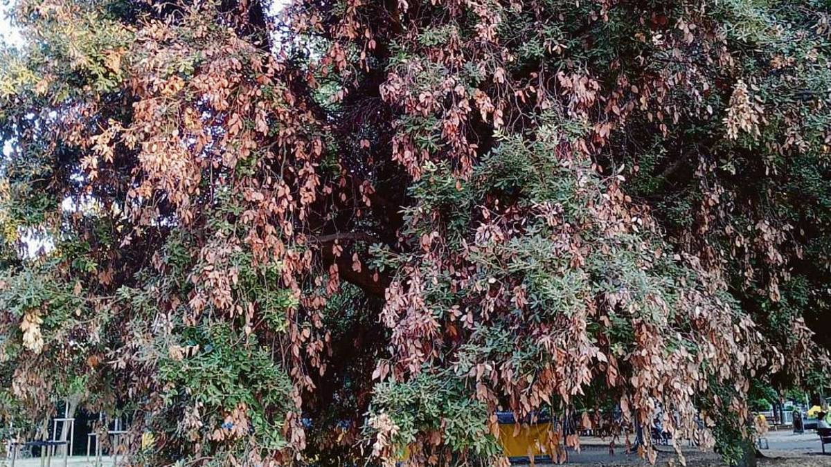Siccità, gli ambientalisti: Piante, usiamo acqua del depuratore