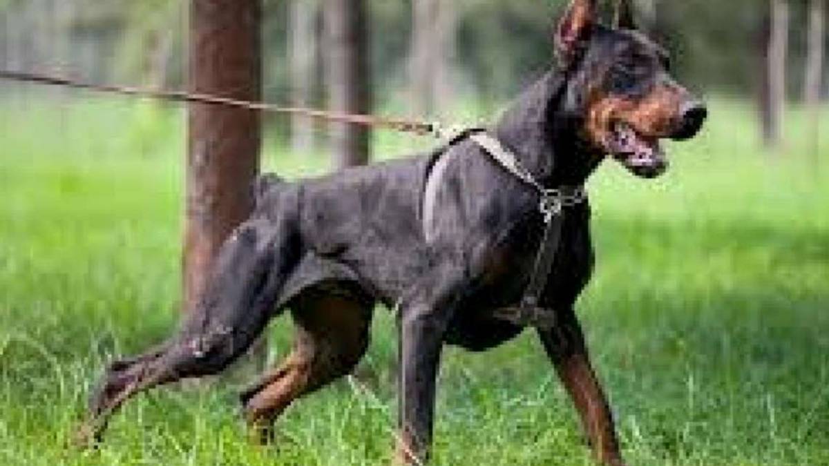 Azzannato al pene da un Dobermann, due punti di sutura: 21enne denuncia la padrona a Riccione