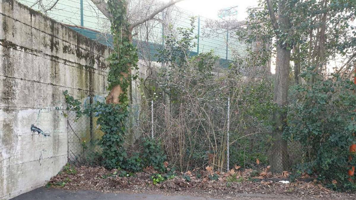 Cesena, una giungla fuori controllo porta topi e formiche