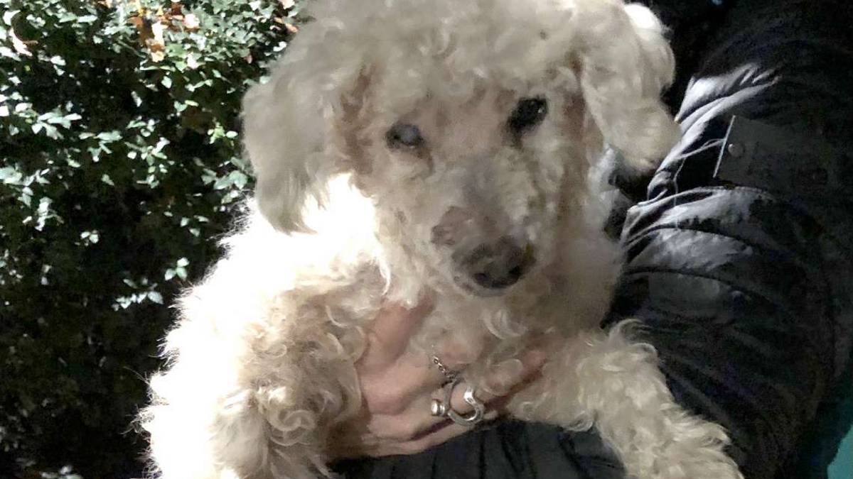 Lilli, vittima di incurie salvata e poi adottata
