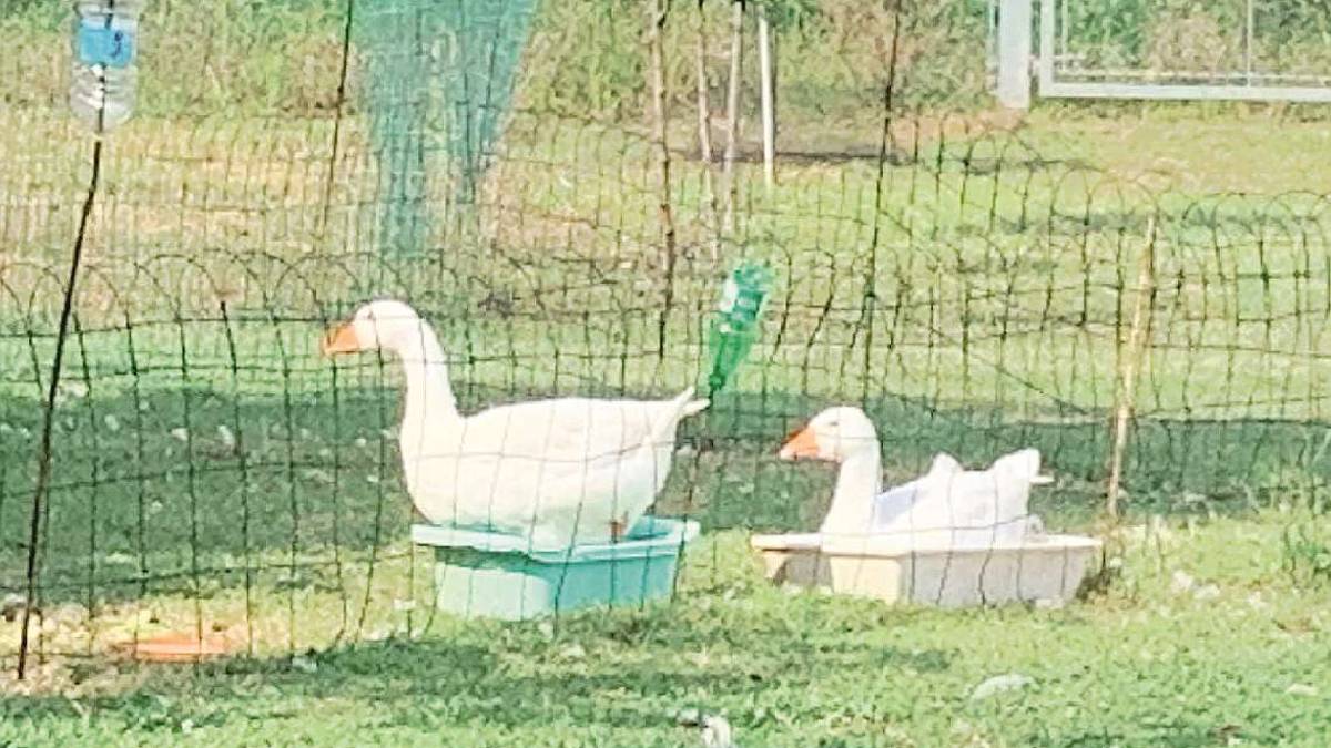 Rubano l'oca alla nonnina che tiene pulita Santarcangelo