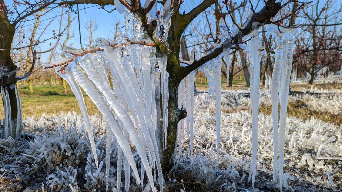 Faenza, termometro a -7°: frutteti a serio rischio