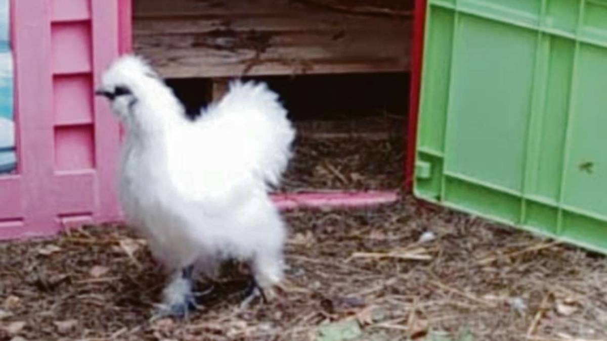 Montiano, gallina e agnellino spariti dai loro recinti: sos furto