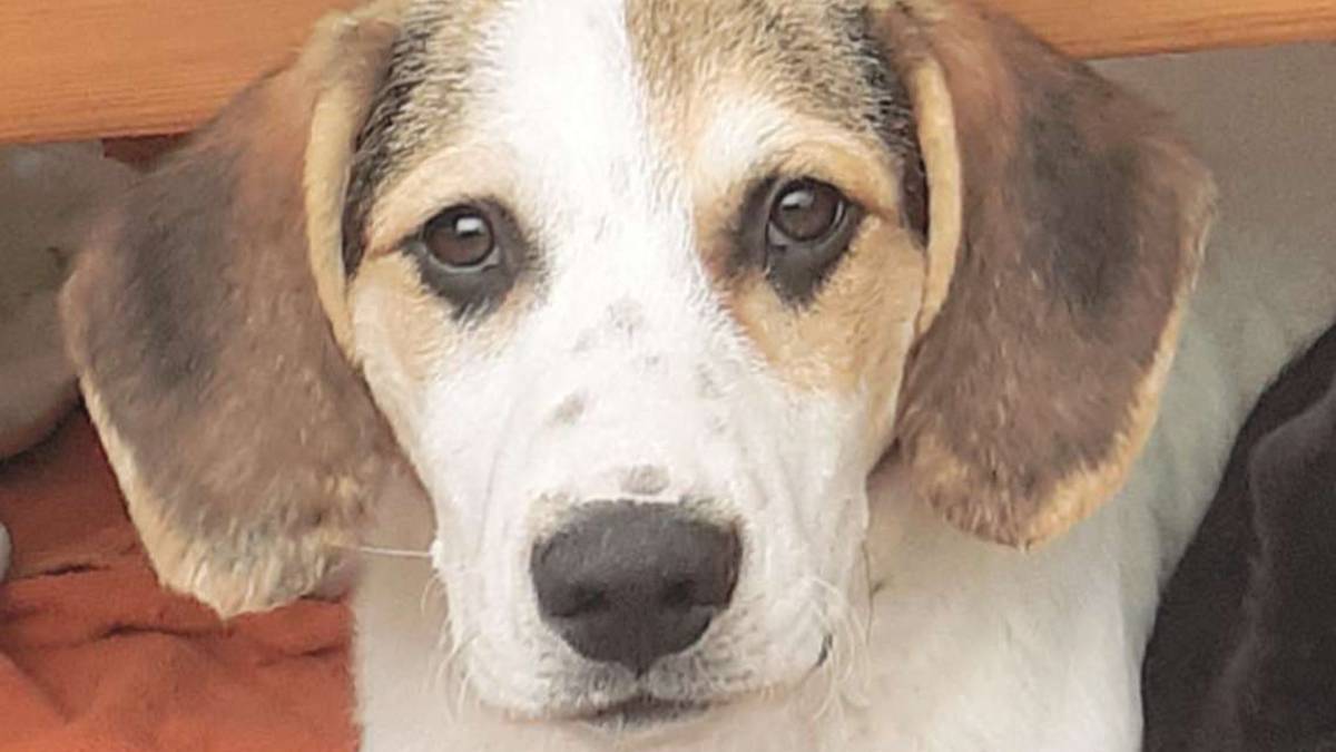 Leone il coccolone e Udo il compagnone