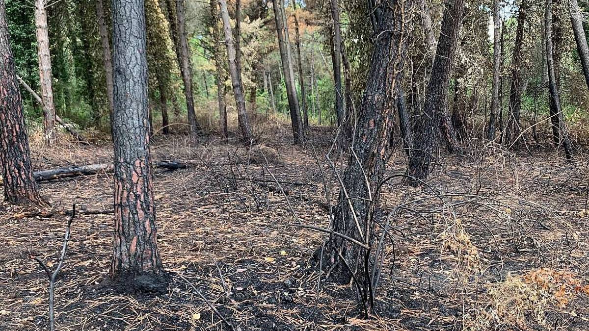 Cervia, ecco la vigilanza notturna in pineta contro gli incendi